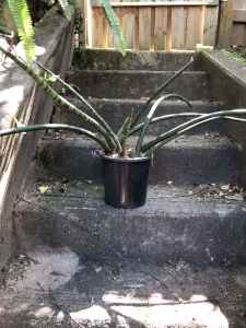 large fat snake plant with long fronds -- STRIKING !