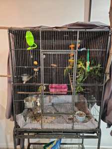 Pineapple Conure with Cage, accessories and food included for sale.