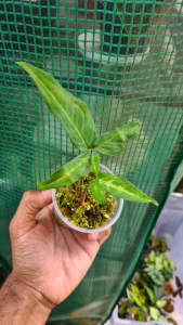 Syngonium pack of two plants Angustatum and lemon lime indoor plant