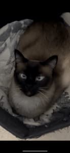 Free to good home - Domestic x Siamese Family Cat