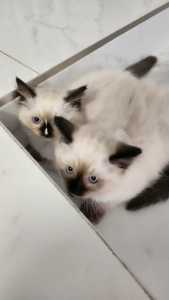 Pure-bred Ragdoll kittens
