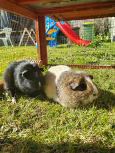 Two Female Guinea Pigs for Sale