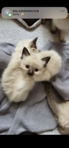 Purebred Ragdoll Kittens NEW LITTER