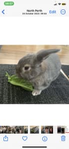 Chewbacca mini lop bunny