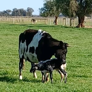 2 Fresian X Jersy & Speckled Park Bull Calves