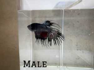 Black Orchid Crowntail Betta PAIR (Male & Female)