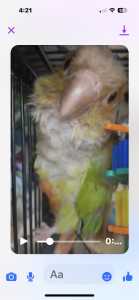 $100 REWARD OFFERED LOST CINNAMON CONURE! NOT TAME. PARALOWIE.