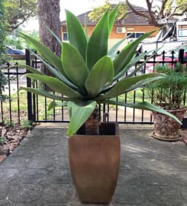 Large, Healthy Agave Accentuata Succulent Plant in Stone Pot
