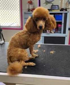 Red Toy Poodle Male (DNA Clear)