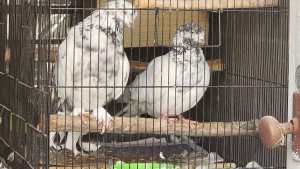 high flyer and tippler pigeon pair