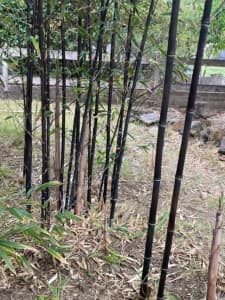 Black Bamboo plants
