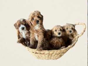 Quality Toy F1B Cavoodles- ALL SOLD PLEASE REGISTER FOR NEXT LITTER
