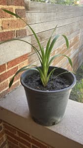 ORCHID PLANT IN LARGE POT - GREAT MOTHER’S DAY GIFT