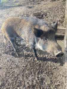 Free to loving home - Male pig