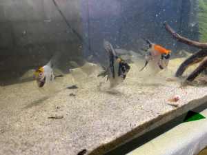 Catfish, cichlids , angelfish, natives, tropical fish