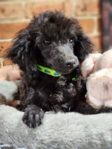Toy Poodles. (Purebred 5 month old puppies (7) 