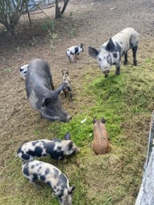 Piglets for sale X 6