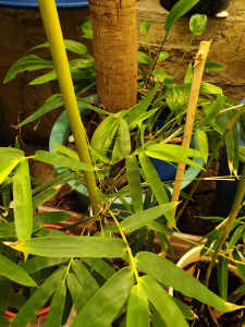 Bamboo for sale(sold)