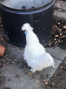 Silkie and Brown Roosters