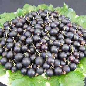 Berry plants. (Jostaberry). edible plants for your garden.