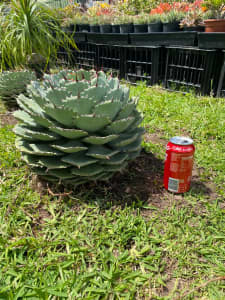 Large 'rum runner' cactus
