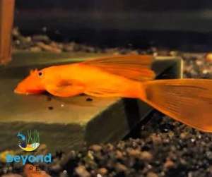 Super Red Long-fins! |HUGE RANGE OF AFFORDABLE AUSSIE BRED 🐠