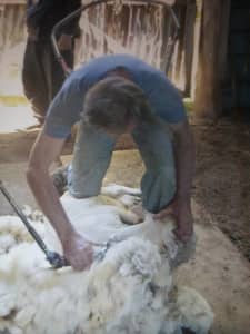 SHEARER, Mobile sheep shearer 