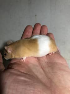 Banded mice for sale.