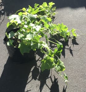 Choko Seedlings, 100% Organic, planted in a bag 