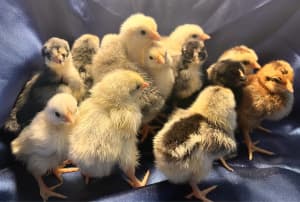Poultry - Chicks and Chickens