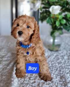 Ready NOW.Red Toy Cavoodle Boy -DNA cleared