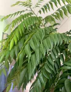 For Sale Curry Leaves