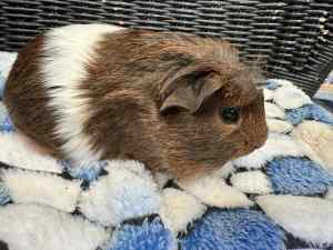 Guinea pig babies boys-$10, girls-$20 born from rescue mums