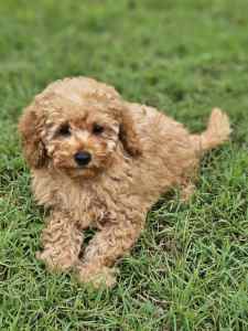 Toy Poodle Puppies, males