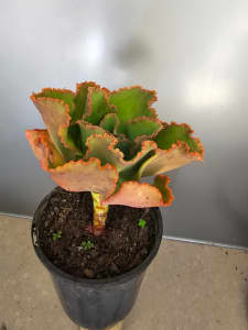 succulent for sale $15