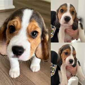 Beagle X Cavalier King Charles puppies 😍 (beaglier).