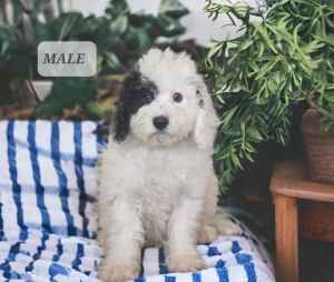 Toy Cavoodle Puppies (1 month free pet insurance)
