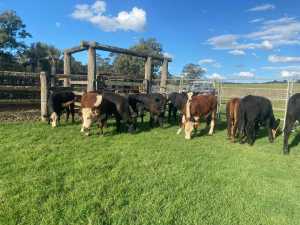 FOR SALE: 18 Angus, Angus Hereford Cross, and Hereford Steers