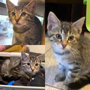 Cosmo, Starr & Nova - Perth Animal Rescue inc vet work cat/kitten