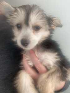 Adorable Chinese Crested Power Puff Puppies - 1 male, 1 female - ready