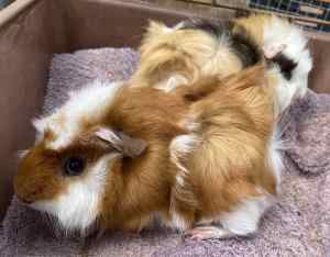 *UPDATED 7th April* Baby Guinea Pigs For Sale
