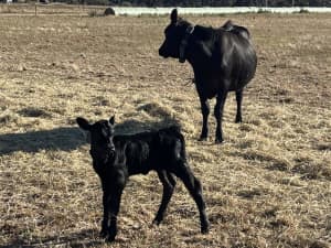 Angus cross dairy calves