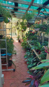TODAY Huge Potted Plants and Greenhouse Plant Sale! REDLAND BAY til 2