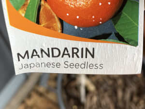 Fruit tree Japanese Seedless Mandarin tree grafted 