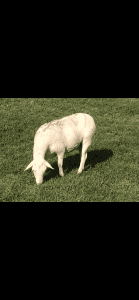 Australian White Ewes for sale