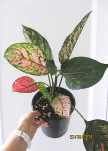 Aglaonema Lady Valentine in 180mm pot- Indoor Plant