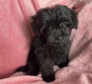 Beautiful Black Poochi Puppies - (Toy Poodle x Chihuahua)