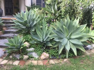 Agave plants, different sizes, good condition.