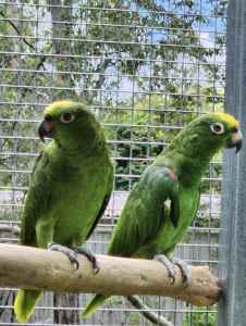 Bonded Pair Yellow Crowned Amazons