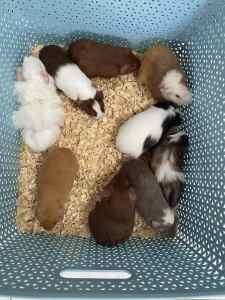 🌼🌼 Adorable guinea pig baby boys for sale (cages available extra)